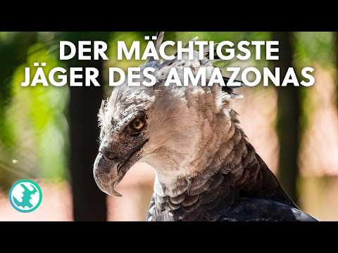 Der mächtigste Greifvogel im Regenwald: Auf der Jagd nach der Harpyie | Doku