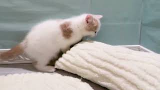 スコティッシュストレートの動画01