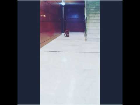 Meko - a tope sin tope -el perro fantastico