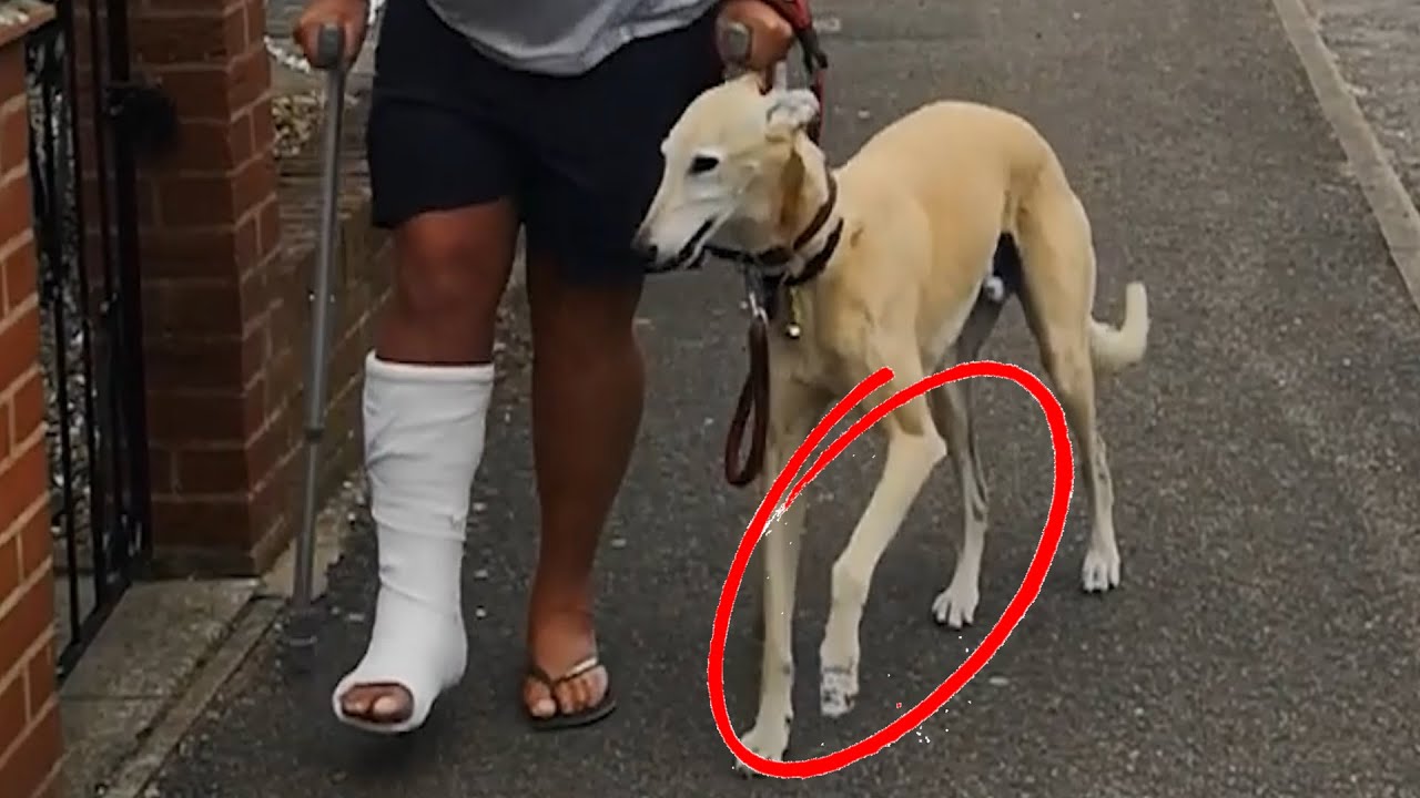 Dog Pretends To Walk With A Limp Like Their Injured Owner Out Of Sympathy - 1171077 thumnail