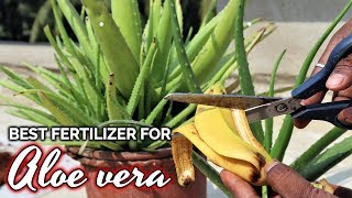 Grow Your Aloe Plant Faster And Healthier With The Amazing Banana Peels