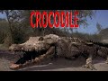 Crocodile 2000 Kill Count