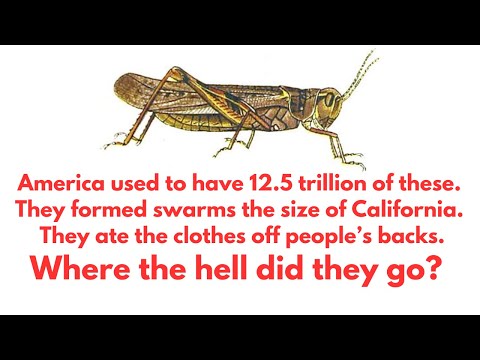 Why Aren't There Locust Plagues Anymore?