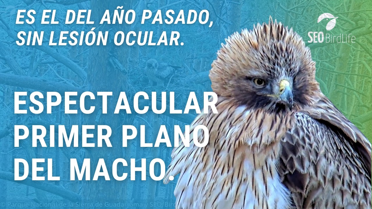 PRIMEROS PLANOS DEL MACHO · Águila calzada 🦅 · P.N. Sierra de Guadarrama