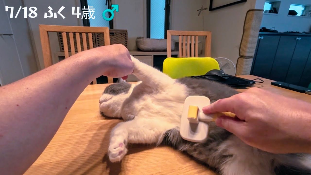 [ふく]甘えんぼう猫のブラッシング音が心地いい…😸