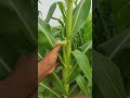மக்காச்சோளம் சாகுபடி Maize Cultivation Maize Farming Video Nat