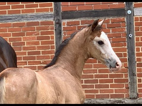 Springfohlen Online-Auktion! Hengstfohlen v. Zirrocco Blue - For Pleasure