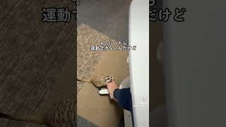 フィットネスバイクに寄ってくるミーアキャット。미어캣(meerkat)#shorts