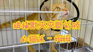 Re: [認養] 代轉：夾斷右前肢的乖巧橘貓-姆姆