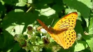 Peter Green- The Clown