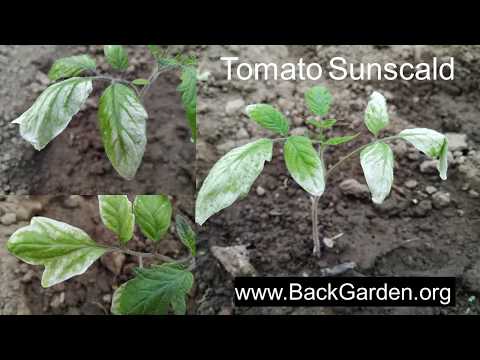 , title : 'Tomato Leaves Turning White (Tomato Sunscald)'
