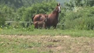 preview picture of video 'Red Mare/brood mare with foal in paddock'
