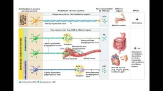 ANS versus Somatic Nervous System