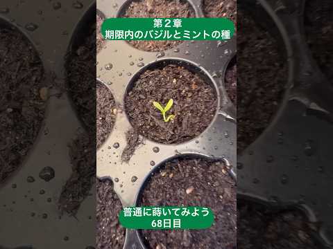 苗にはどんな土を使えばいいのでしょうか？種子の発芽を保証する混合物はこちらです。  庭園