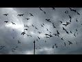Seagull Invasion Outside Walmart