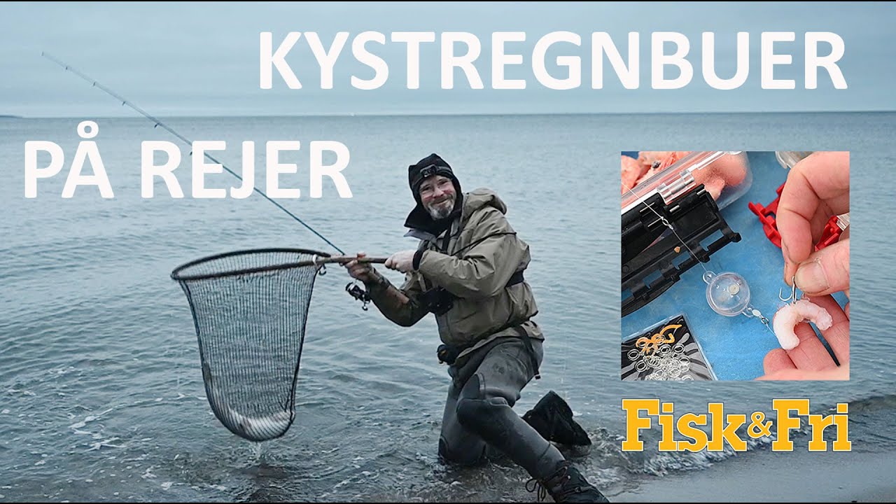 NY VIDEO: KYSTREGNBUER PÅ REJER