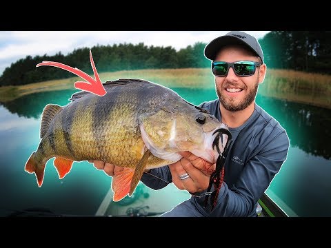 PERCH FISHING: Chatterbaits vs Softbaits 🔥 (new PB!!!)