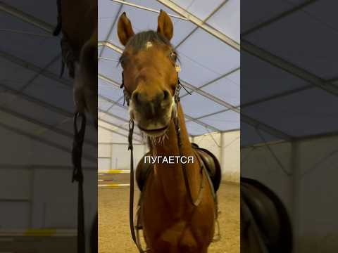 ДЕЛАЙ ЭТО И НА ТРЕНИРОВКИ ХОДИТЬ НЕ ПРИДЁТСЯ😍