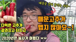 고추농사 고추가 안익고 매운고추가 안매운 이유 고추가 갈라지는이유(열과현상)