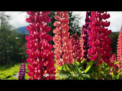 Tolhuin verano #nature #tierradelfuego #argentina 