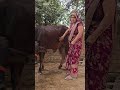 Cow Animalfarming Animals Cattleworld Dairyherd Livestockfarming