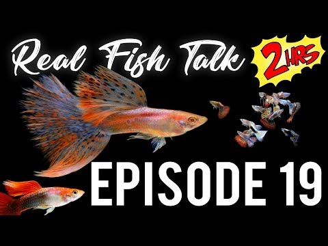 Fancy Guppy Fish Tank Talk. Ep. 19 - 2 HOUR SPECIAL