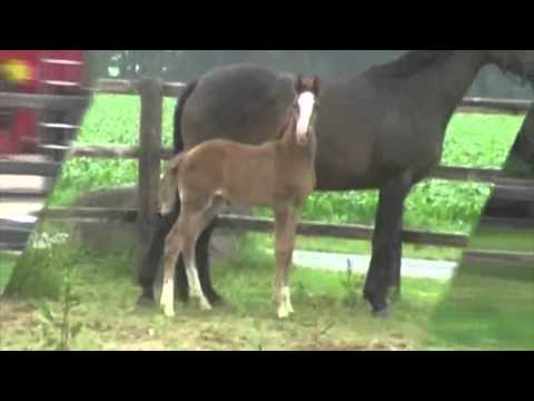 Lissaro van de Helle-Lauries Crusador xx filly * 2014 for sale