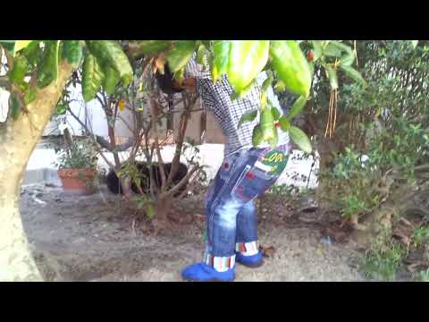 Who is more playful sunny or jimmy.........shubham.....