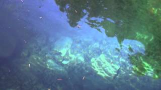 preview picture of video 'fish swimming in Breitenbush River, 4k'
