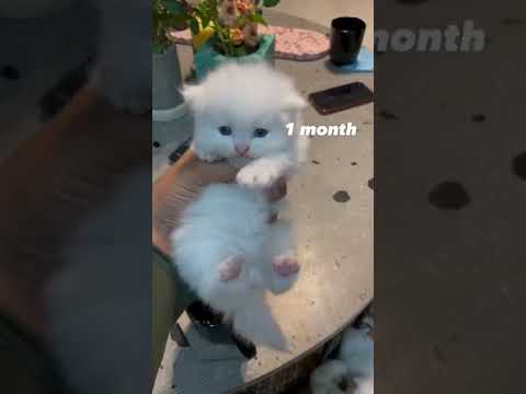 How do I take care of new born kittens? new born kittens #SHORTS