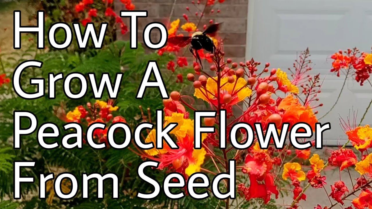 How To Grow Peacock Flowers From Seed