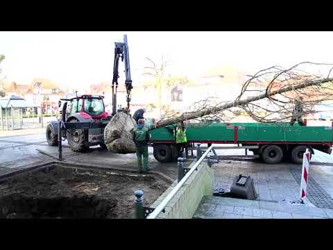 Zehn Meter-Gingko ersetzt Ulme