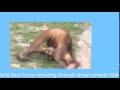 World Best Funny Amazing Animals Show Comedy Videos