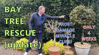 Bay Tree Rescue update. FROST DAMAGE MIRACLE CURE