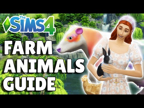 3rd YouTube video about how to clean chickens sims 4