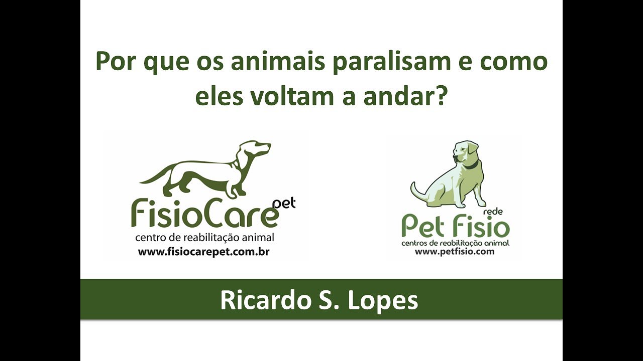 Por que os animais paralisas e como eles voltam a andar Explicação para tutores de cachorro e gato