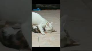 Download lagu #Terungkap kejadian sebenarnya dari Rekaman CCTV mp3