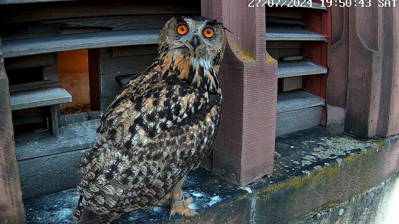 Ein Uhu am Turmfalken Nistkasten | 27.07.2024