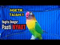 Lovebird Gacor Ngekek Panjang Di Awali NGETIK TAJAM Memancing BUNYI Lovebird Apapun PASTI NYAUT