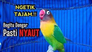 Download lagu Lovebird Gacor Ngekek Panjang Di awali NGETIK TAJAM Memancing BUNYI, Lovebird apapun PASTI NYAUT mp3 Download lagu Lovebird Gacor Ngekek Panjang Di awali NGETIK TAJAM Memancing BUNYI, Lovebird apapun PASTI NYAUT mp3