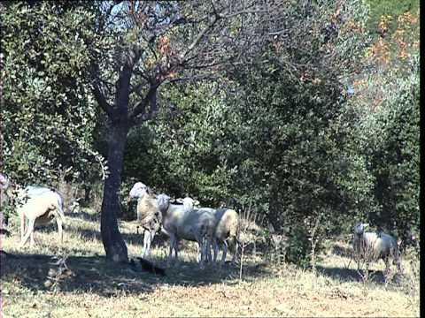 C'est pas sorcier -TRUFFE: A LA POURSUITE DU DIAMANT NOIR