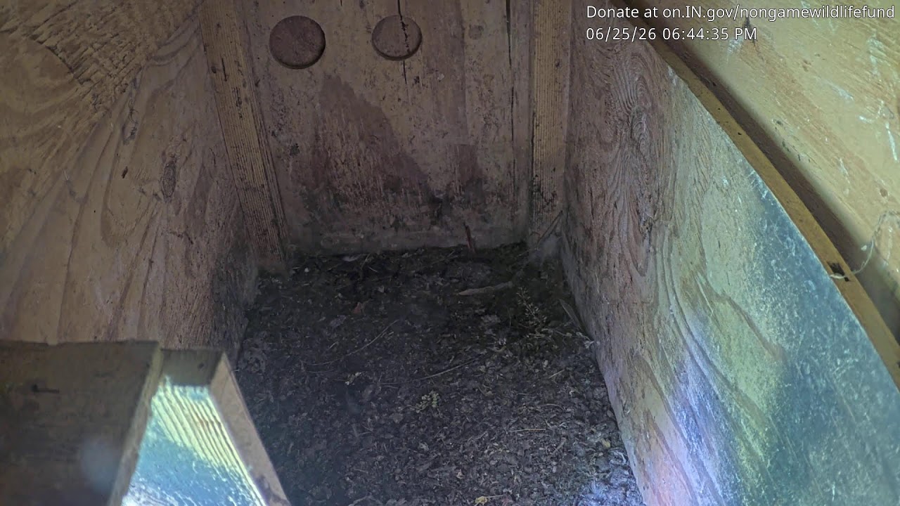 DNR Barn Owl Nest Box Cam - Live Webcam | GeoWebcams