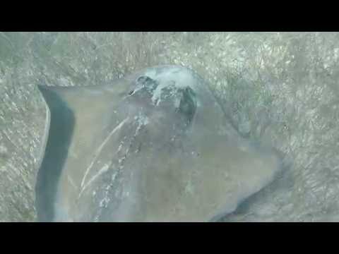 Akumal Beach Snrokeling