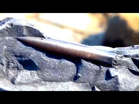 Huge Tides; A Very Productive Fossil Hunt!