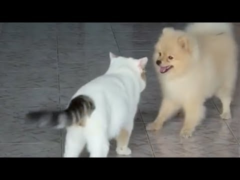 Fighting Like Cats And Dogs