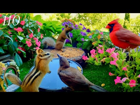 Cat TV: Chipmunks, Birds and Squirrels. 4K. Episode 110