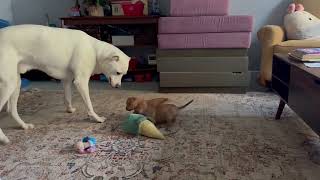 Video preview image #1 Mutt Puppy For Sale in Philadelphia, PA, USA