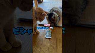 【猫動画】天気が気になる猫⁈が可愛かった💕# #かわいい猫 #cat #茶トラ#キジトラ#天気予報#STOP SAIGAI