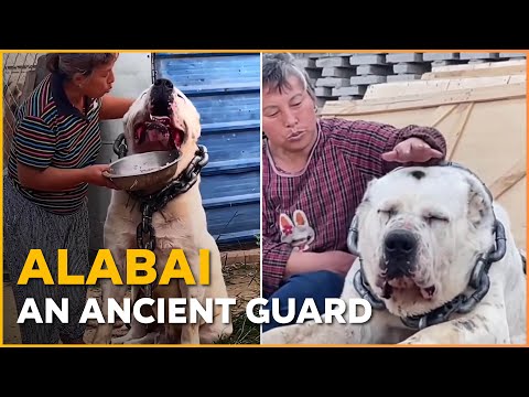 Monster Alabai  🐕‍🦺 The ancient guard | Nature Nuggets