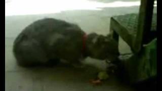 Duello Finale - Per un pugno di dollari | Versione felina